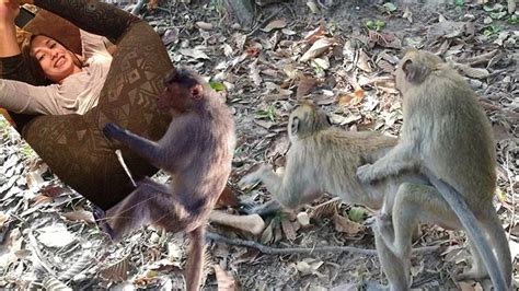 Same-sex monkeying around is all the rage among the rhesus macaques on Cayo Santiago, a 38-acre island off the coast of Puerto Rico, per a July 2023 study. . Women has sex with monkeys